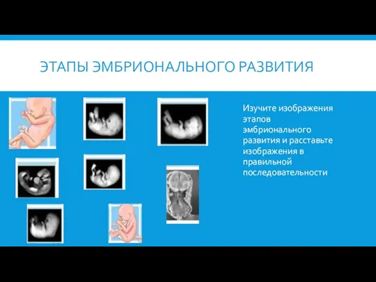 ЭТАПЫ ЭМБРИОНАЛЬНОГО РАЗВИТИЯ Изучите изображения этапов эмбрионального развития и расставьте изображения в правильной последовательности