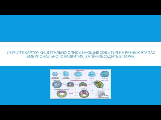 ИЗУЧИТЕ КАРТОЧКИ, ДЕТАЛЬНО ОПИСЫВАЮЩИЕ СОБЫТИЯ НА РАЗНЫХ ЭТАПАХ ЭМБРИОНАЛЬНОГО РАЗВИТИЯ, ЗАТЕМ ОБСУДИТЬ В ПАРАХ