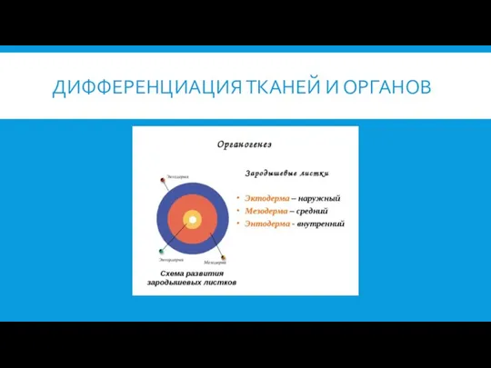 ДИФФЕРЕНЦИАЦИЯ ТКАНЕЙ И ОРГАНОВ