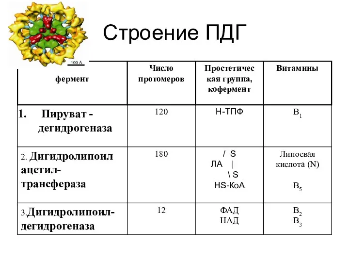 Строение ПДГ