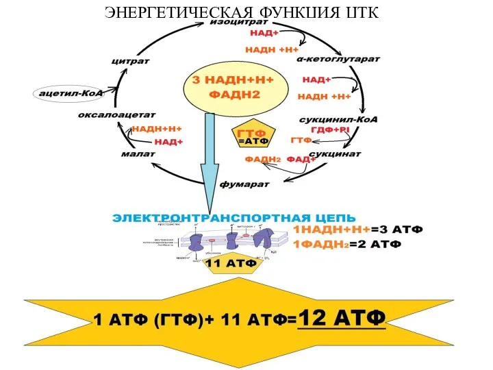 ЭНЕРГЕТИЧЕСКАЯ ФУНКЦИЯ ЦТК