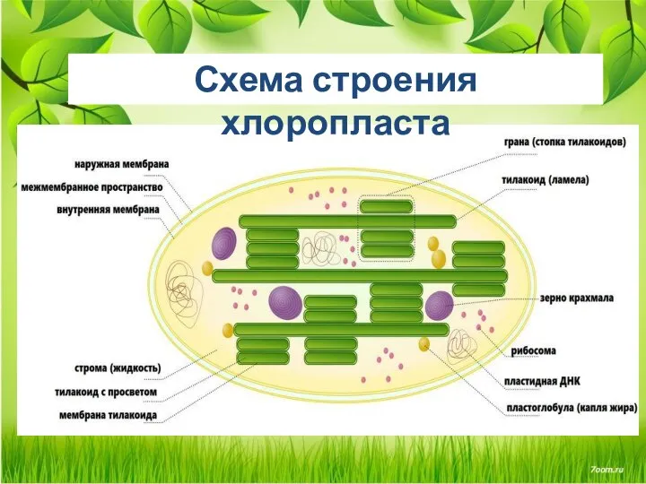 Схема строения хлоропласта