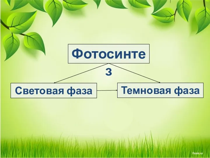 Фотосинтез Световая фаза Темновая фаза