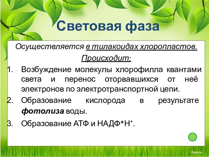 Световая фаза Осуществляется в тилакоидах хлоропластов. Происходит: Возбуждение молекулы хлорофилла квантами