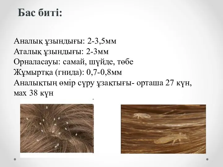 Бас биті: Аналық ұзындығы: 2-3,5мм Аталық ұзындығы: 2-3мм Орналасауы: самай, шүйде,