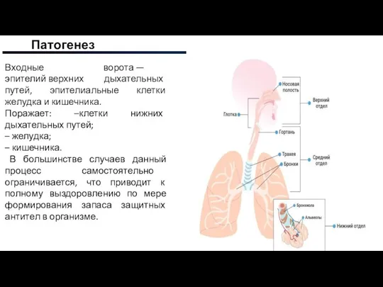 Патогенез Входные ворота — эпителий верхних дыхательных путей, эпителиальные клетки желудка