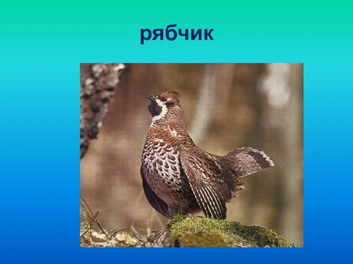 рябчик