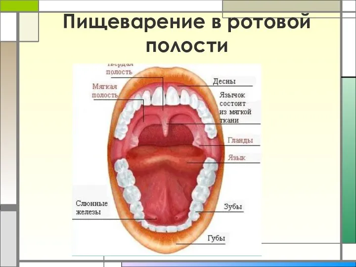 Пищеварение в ротовой полости