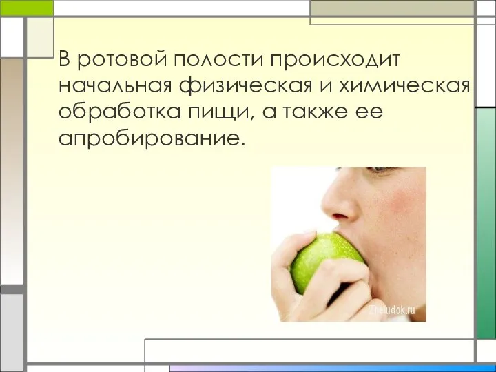 В ротовой полости происходит начальная физическая и химическая обработка пищи, а также ее апробирование.