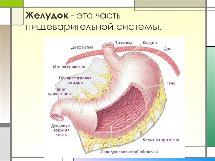 Желудок - это часть пищеварительной системы.