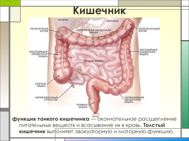 Кишечник функция тонкого кишечника — окончательное расщепление питательных веществ и всасывание