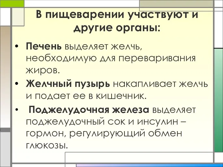 В пищеварении участвуют и другие органы: Печень выделяет желчь, необходимую для