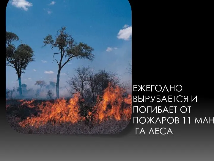 ЕЖЕГОДНО ВЫРУБАЕТСЯ И ПОГИБАЕТ ОТ ПОЖАРОВ 11 МЛН. ГА ЛЕСА