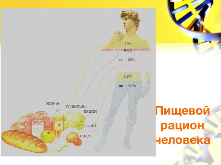 Пищевой рацион человека