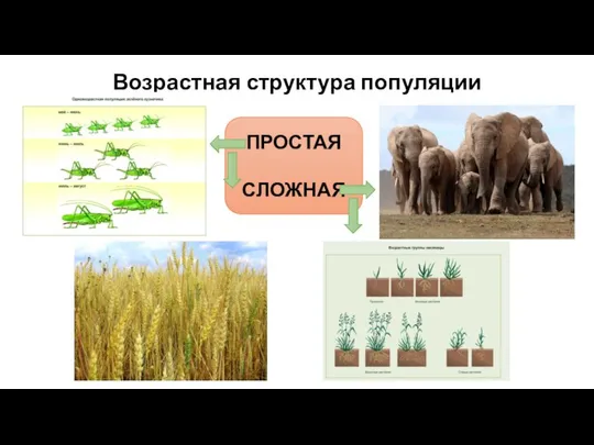 Возрастная структура популяции ПРОСТАЯ СЛОЖНАЯ