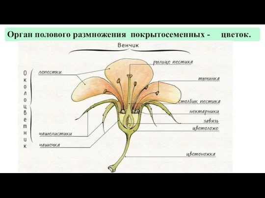 Орган полового размножения покрытосеменных - цветок.