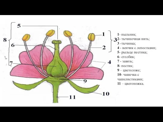 1- пыльник; 2- тычиночная нить; 3 -тычинка; 4 - венчик с