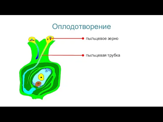 Оплодотворение