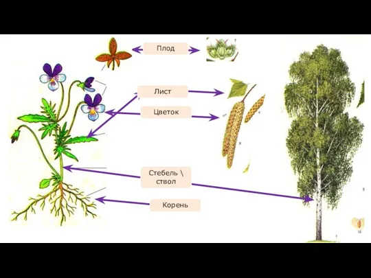 Стебель \ ствол Цветок Лист Плод Корень