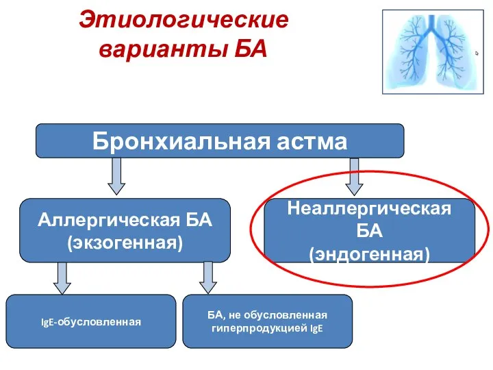 Этиологические варианты БА Бронхиальная астма Неаллергическая БА (эндогенная) Аллергическая БА (экзогенная)