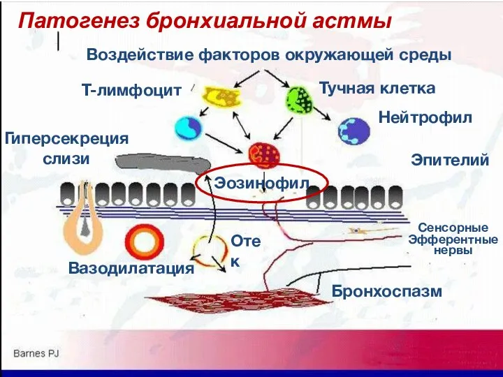 Тучная клетка Нейтрофил Т-лимфоцит Эозинофил Воздействие факторов окружающей среды Эпителий Вазодилатация