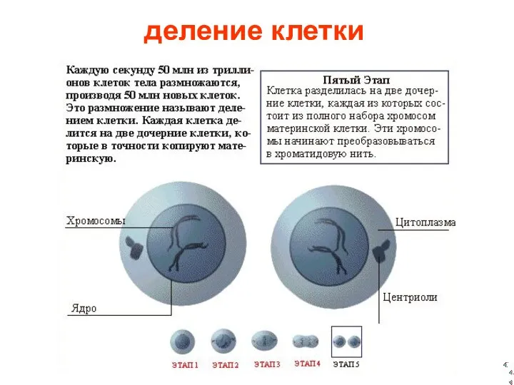 деление клетки