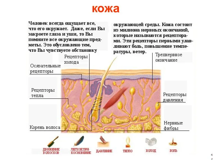 кожа