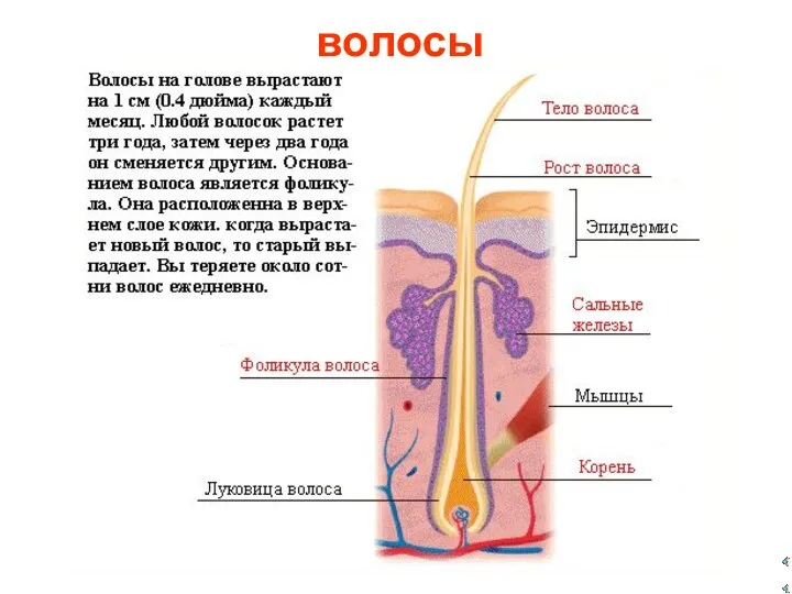 волосы