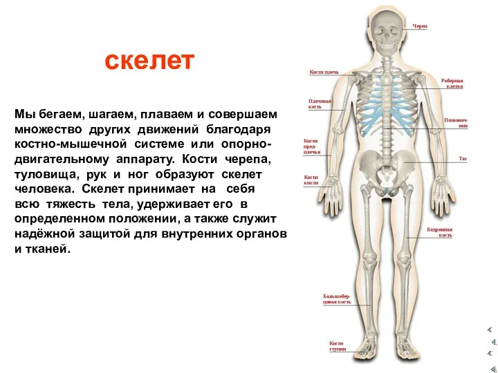 Мы бегаем, шагаем, плаваем и совершаем множество других движений благодаря костно-мышечной