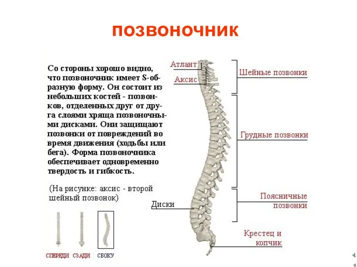 позвоночник