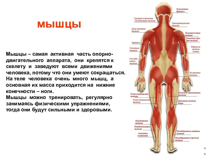 мышцы Мышцы – самая активная часть опорно- двигательного аппарата, они крепятся