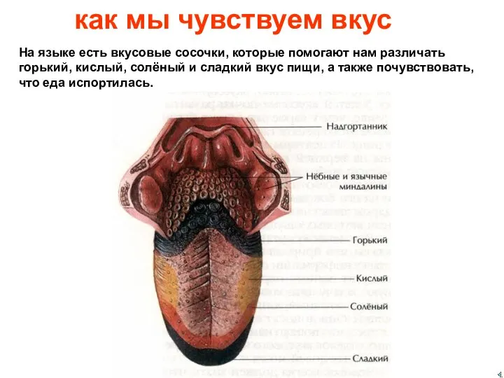 как мы чувствуем вкус На языке есть вкусовые сосочки, которые помогают