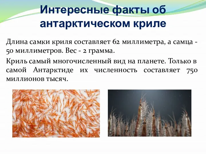 Интересные факты об антарктическом криле Длина самки криля составляет 62 миллиметра,