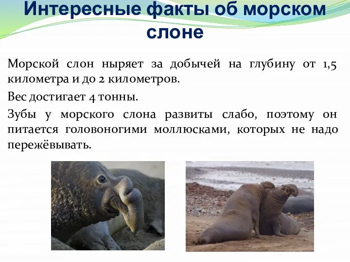 Интересные факты об морском слоне Морской слон ныряет за добычей на