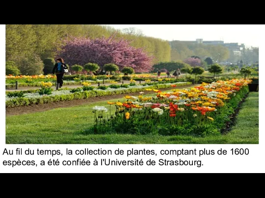 Au fil du temps, la collection de plantes, comptant plus de