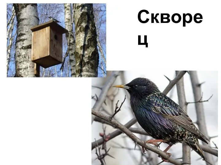 Скворец