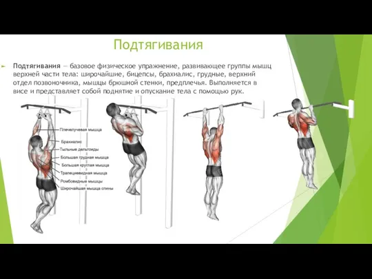 Подтягивания Подтягивания — базовое физическое упражнение, развивающее группы мышц верхней части