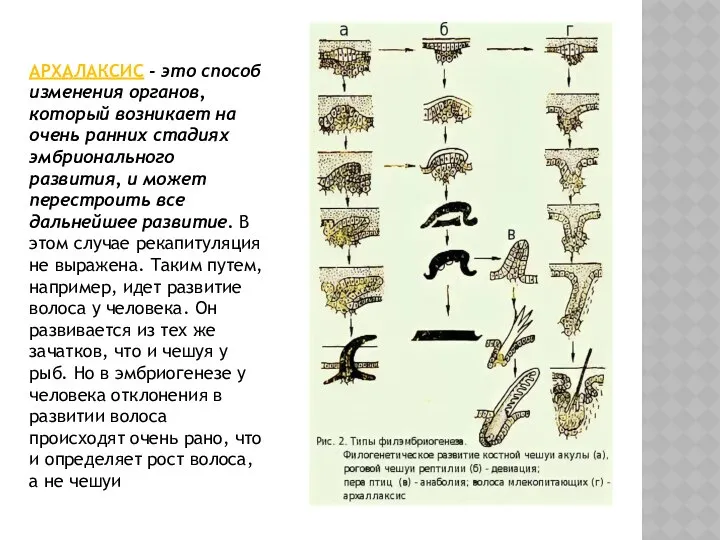 АРХАЛАКСИС - это способ изменения органов, который возникает на очень ранних