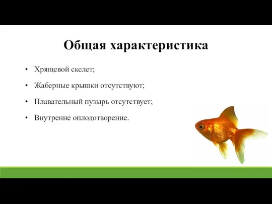 Общая характеристика Хрящевой скелет; Жаберные крышки отсутствуют; Плавательный пузырь отсутствует; Внутренне оплодотворение.