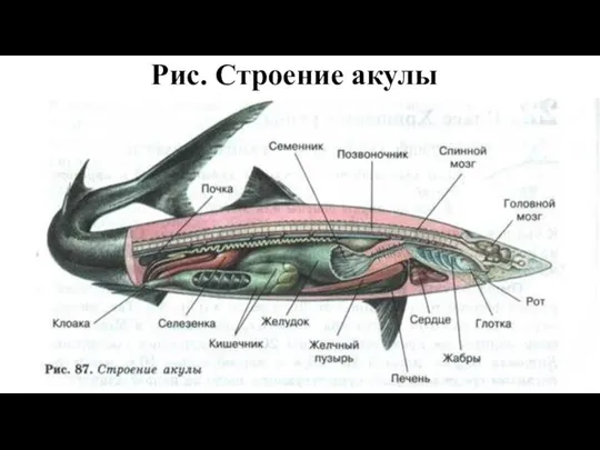 Рис. Строение акулы