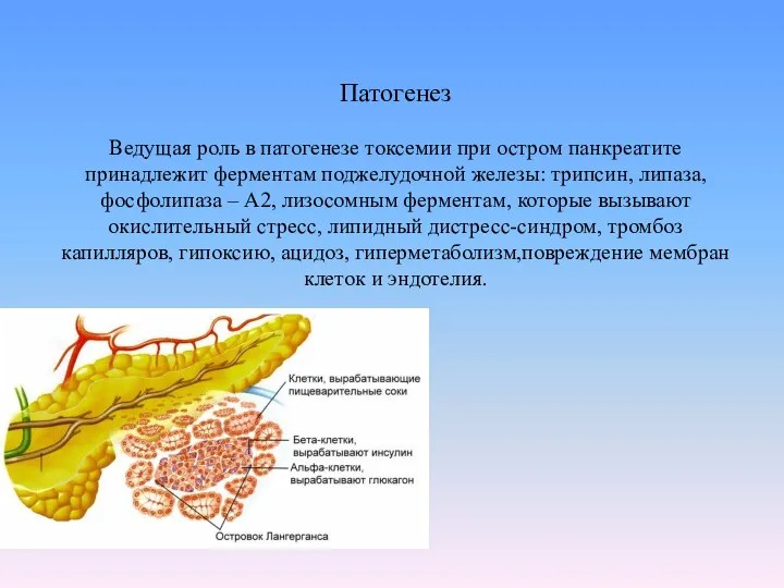 Патогенез Ведущая роль в патогенезе токсемии при остром панкреатите принадлежит ферментам