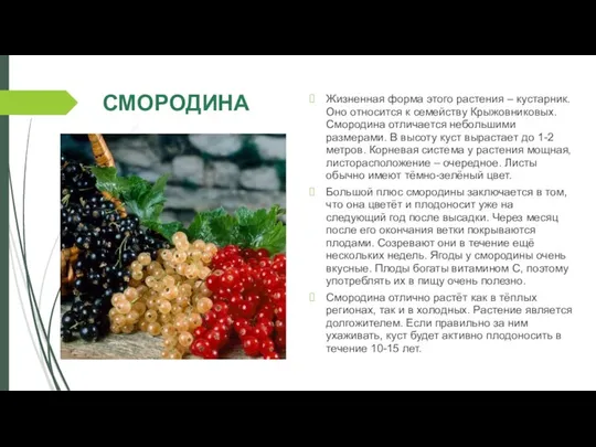 СМОРОДИНА Жизненная форма этого растения – кустарник. Оно относится к семейству