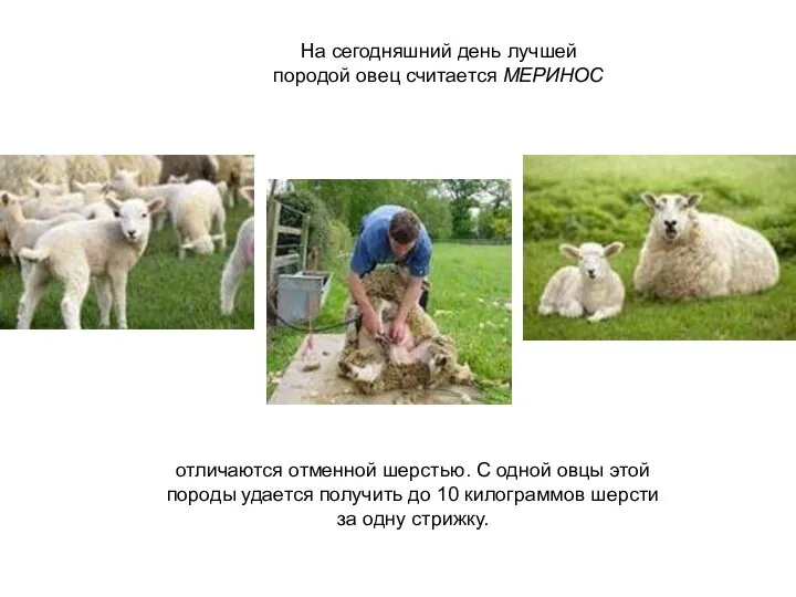 отличаются отменной шерстью. С одной овцы этой породы удается получить до