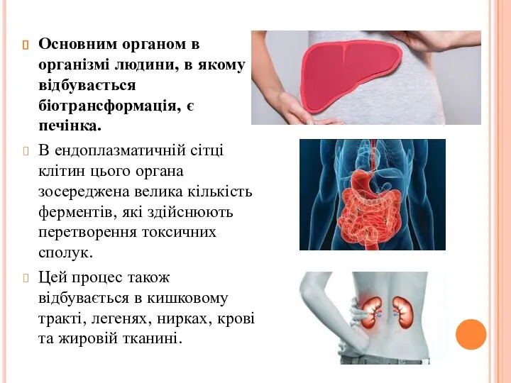 Основним органом в організмі людини, в якому відбувається біотрансформація, є печінка.