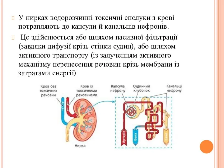 У нирках водорозчинні токсичні сполуки з крові потрапляють до капсули й