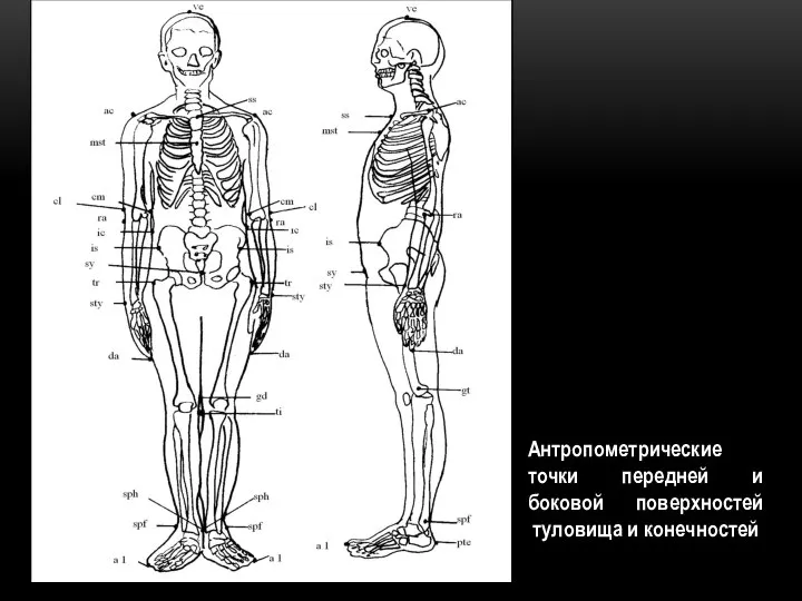 Антропометрические точки передней и боковой поверхностей туловища и конечностей