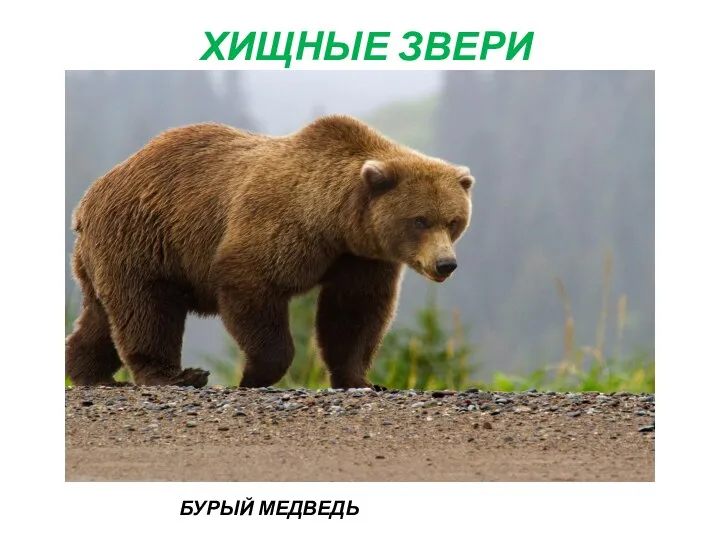 ХИЩНЫЕ ЗВЕРИ БУРЫЙ МЕДВЕДЬ