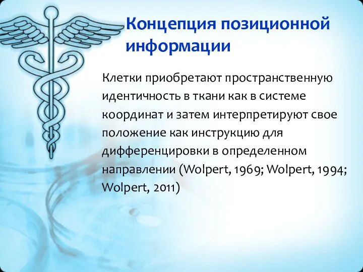 Концепция позиционной информации Клетки приобретают пространственную идентичность в ткани как в