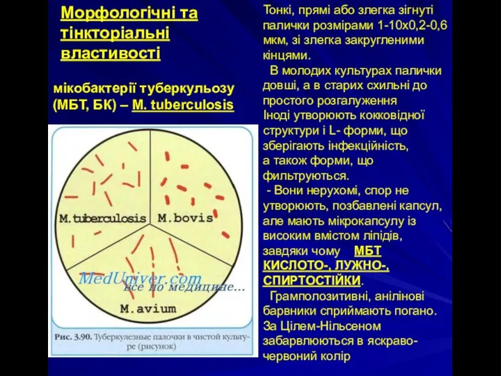 Морфологічні та тінкторіальні властивості мікобактерії туберкульозу (МБТ, БК) – M. tuberculosis