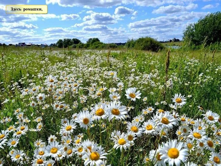 Здесь ромашки,